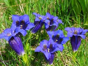 26 Fiorita la blu-violetto Gentiana acaulis (Genziana di Koch)